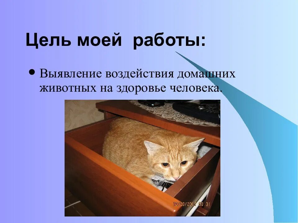 Как влияет домашнее на животных. Влияние животных на организм человека. Влияние домашних животных на здоровье человека. Влияние домашних животных на человека. Как животные влияют на человека.