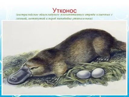Как размножается утконос