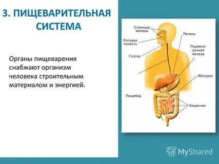 Система органов человека презентация 9 класс