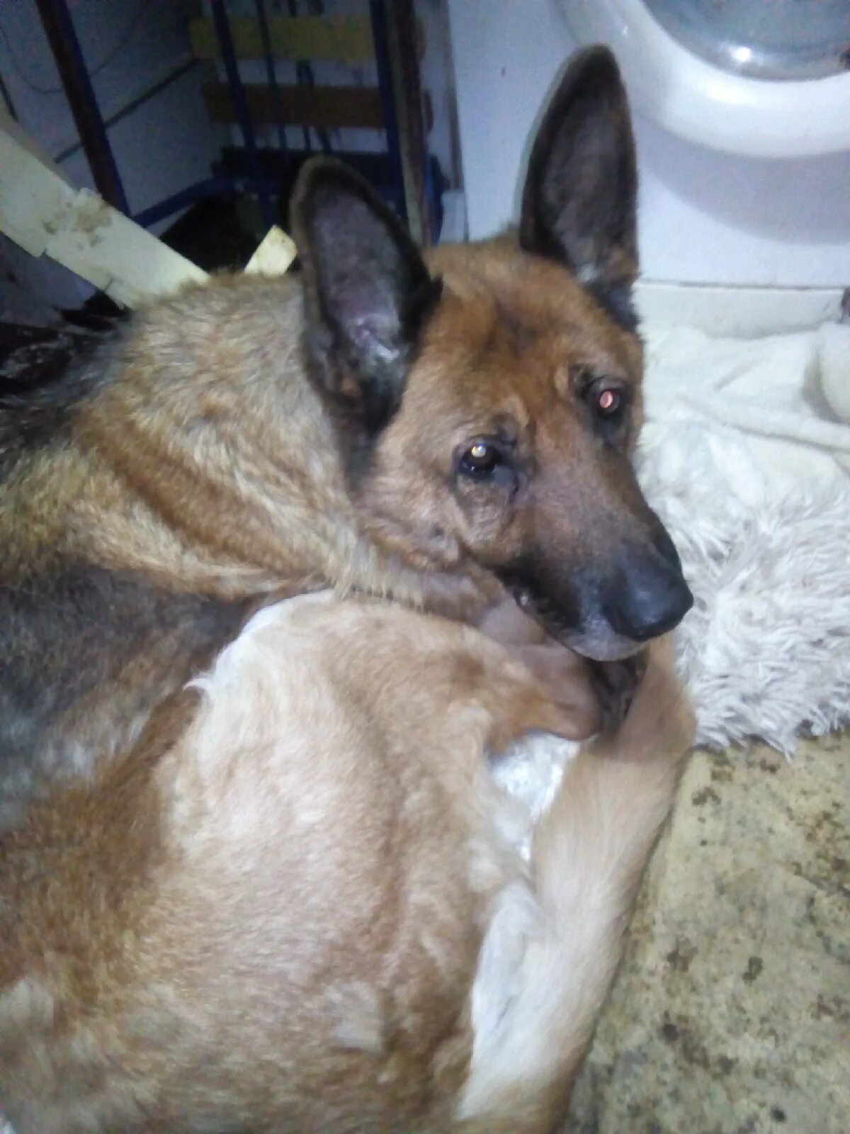 Whitey pechora dog. Собаки печора. Собаки печора. Собака коми. Печора собаки.