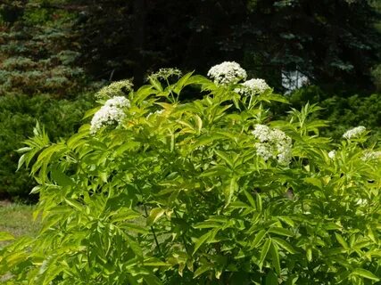 Elder plant