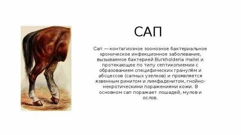 Сап это сленг