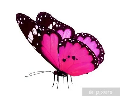 Papillon rising