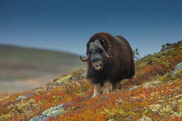 овцебык на ямале. овцебык в тундре. овцебык гренландия. мускусный овцебык. овцебык северный.