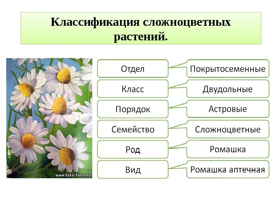 Растения родственных видов