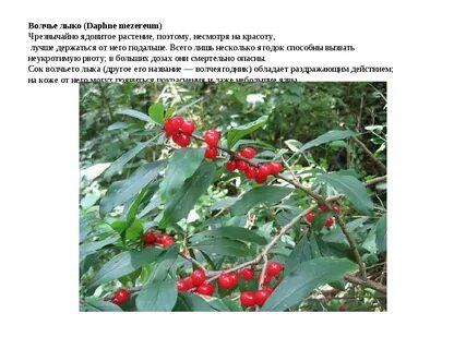 Волчья ягода фото и описание