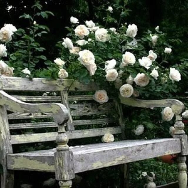 В саду под 4. Скамейка в розарии. Лавочка в саду в розах. Скамейка роза. Романтическая скамейка в саду.