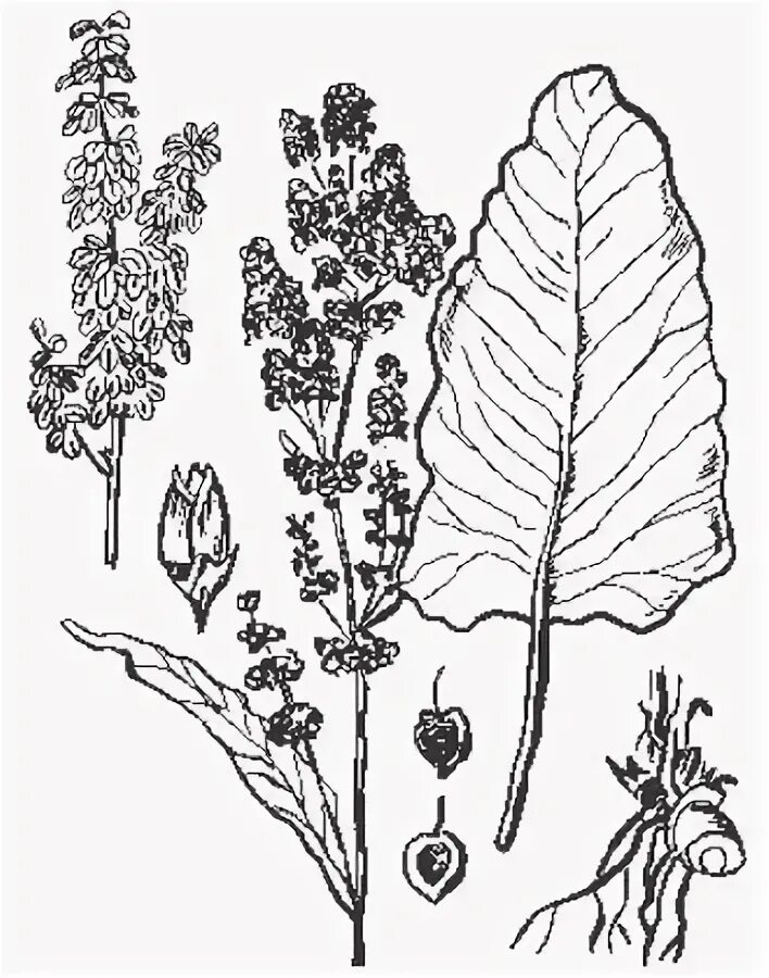 Щавель жаргон. Щавель конский (rumex confertus). конский щавель листья. конский щавель (rumex crispus). щавель кислый фармакогнозия.