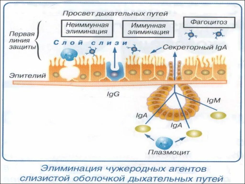 Фактор защиты слизистых оболочек. Иммунная система слизистых оболочек. Слизистые и иммунитет. Первая линия защиты организма. Иммунные механизмы защиты слизистых оболочек.