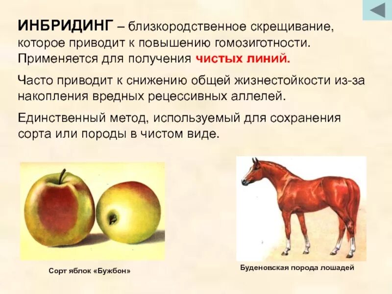 Гибридологический метод изучения наследственных признаков менделя. Чистая линия это в биологии. Чистой линией называется потомство. Наблюдение за наследованием признаков до менделя. Опыт особенности.