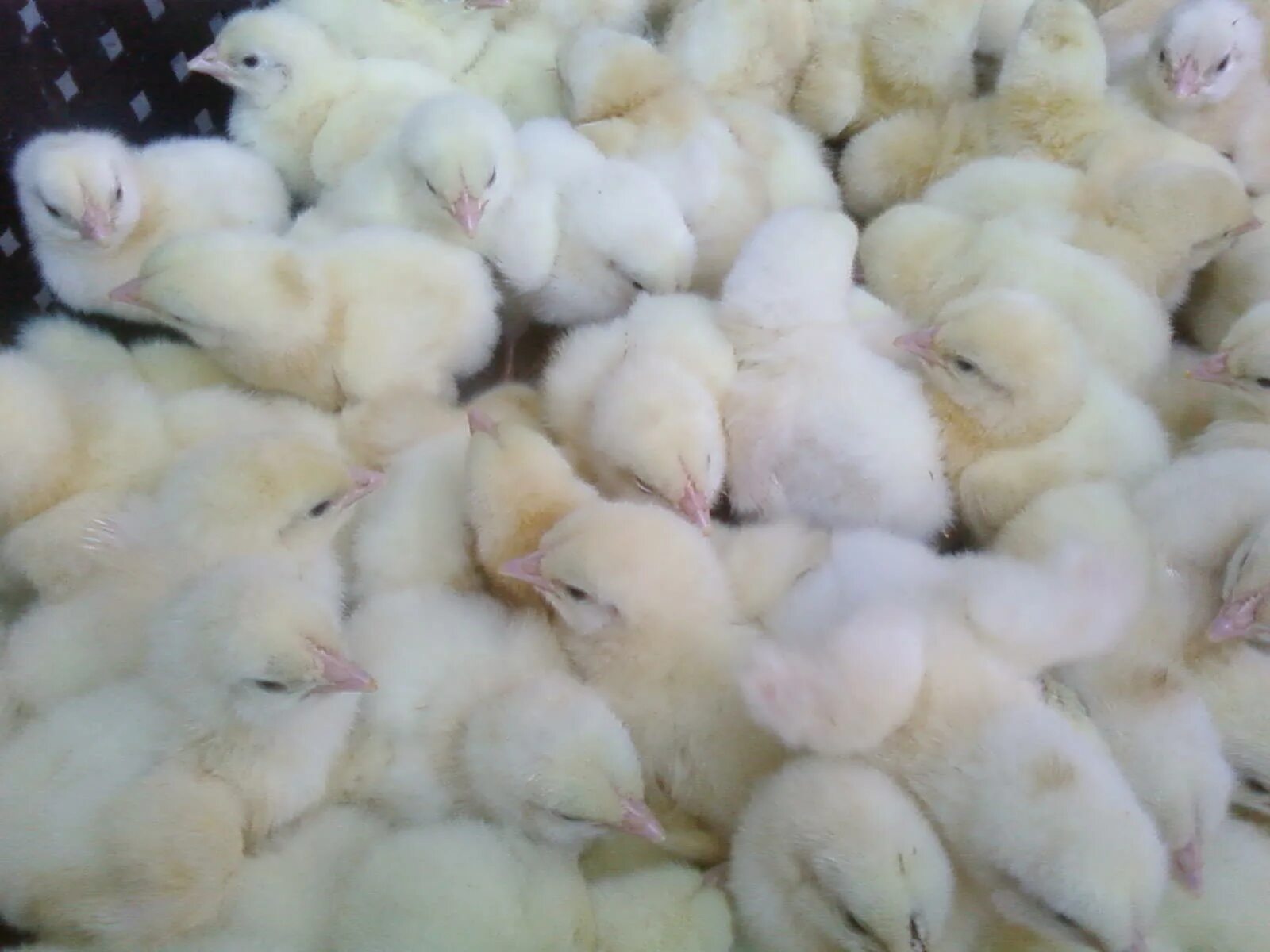 Инкубаторские яйца Кобб 500 цыплята. Суточные цыплята бройлеры. Инкубационных яиц и суточных цыплят. Цыплята суточные фото.