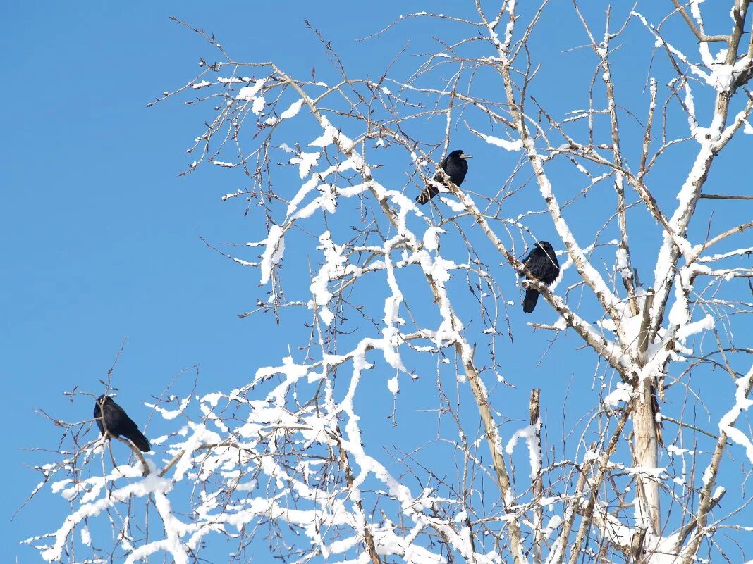 На ветки клена сели птицы. Птицы на Березе зимой. Птицы на дереве. Птицы на дереве зимой. Дерево с зимующими птицами.
