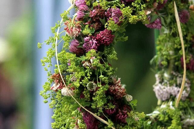 Russian plants. Праздник Лиго открытки. Ассоциация с Ligo. Открытки с Лиго Латвия. Современные открытки с Лиго.