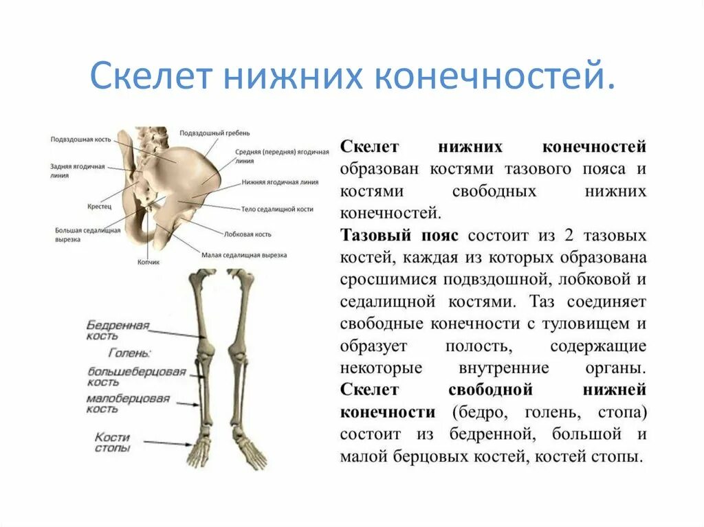 Кости скелета нижних конечностей человека. Скелет пояса нижних конечностей образуют кости. Отделы скелета нижней конечности анатомия. Кости составляющие скелет нижней конечности. Назовите указанные кости