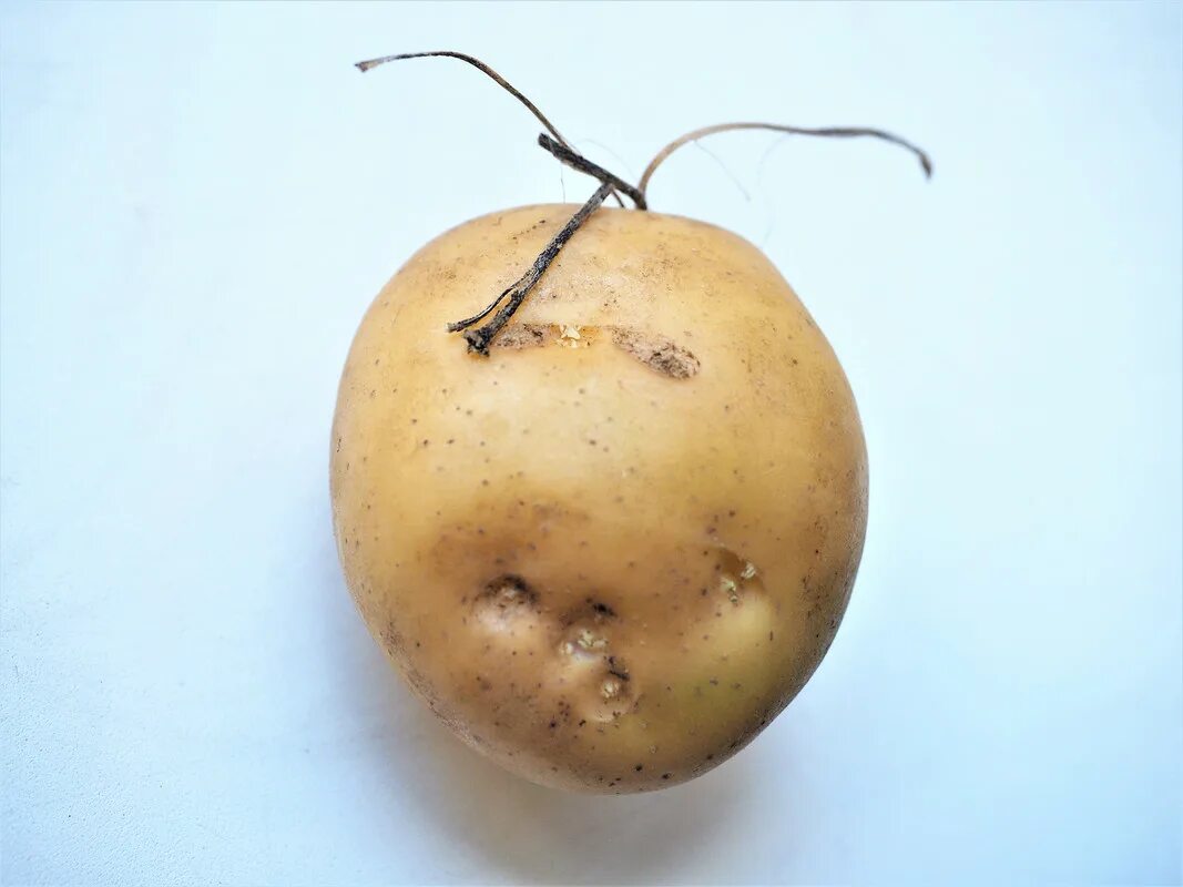 Глазки картофеля. Картошка с глазками. Глазки клубня картофеля. Клубень с глазками.