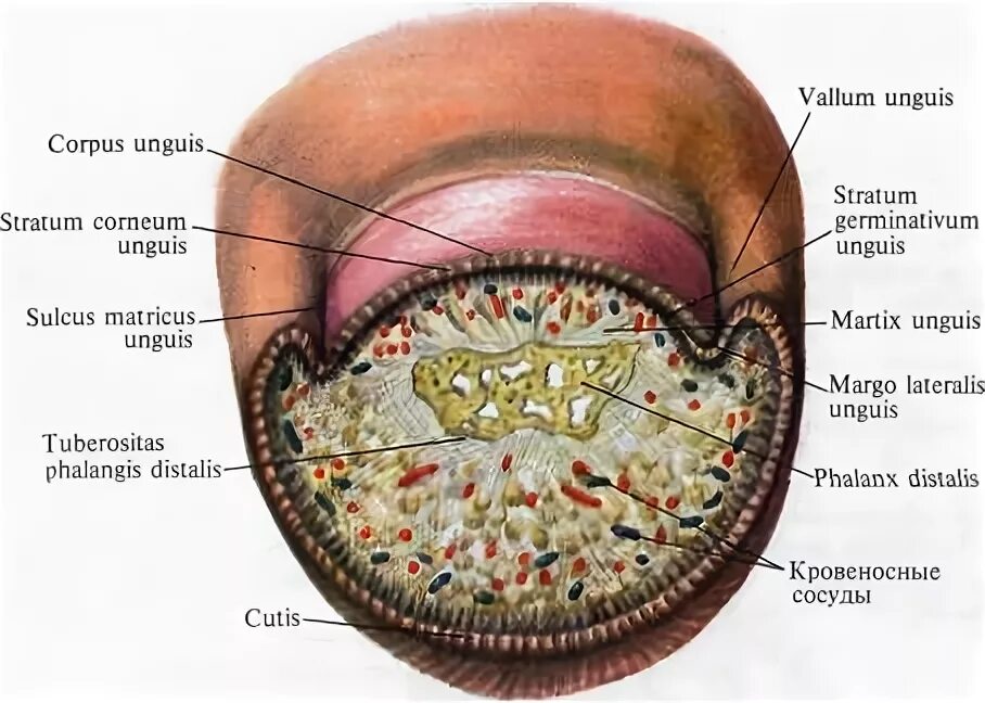 синовиальные влагалища сухожилий кисти. строение ногтевой фаланги пальца руки. поперечный разрез пальца кисти. палец срез. палец срез.
