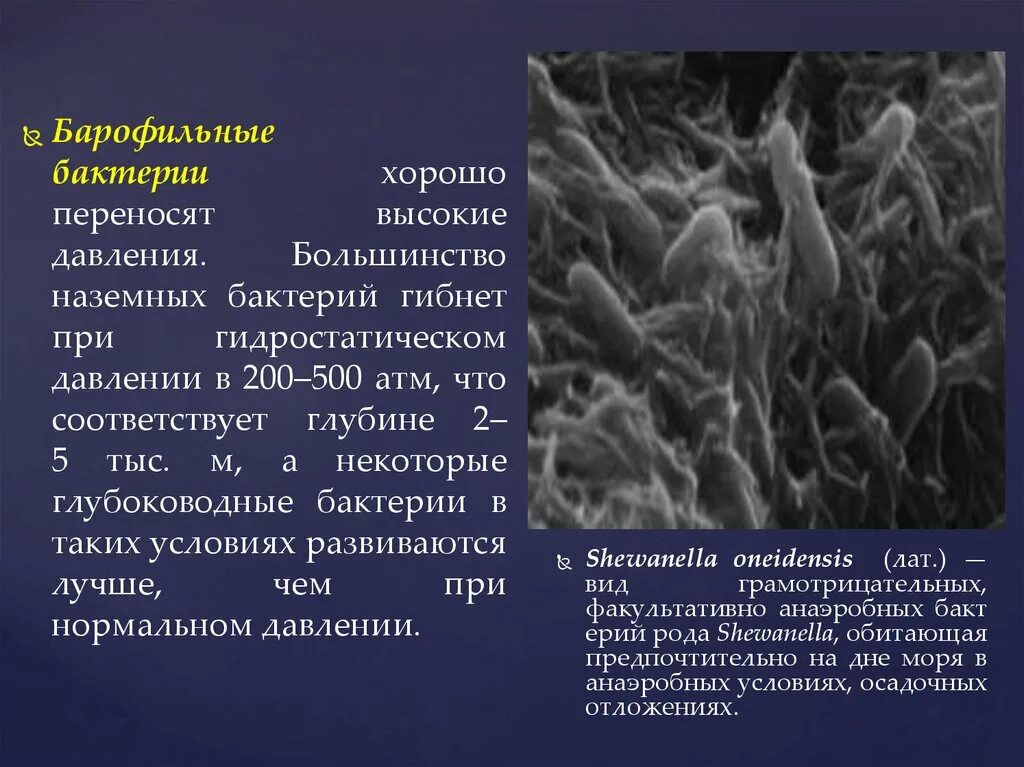 У бактерий при неблагоприятных условиях жизни. Барофильные бактерии. Барофильные микроорганизмы. Популярные бактерии. Shewanella oneidensis бактерия.