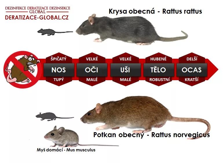 Сколько мышей