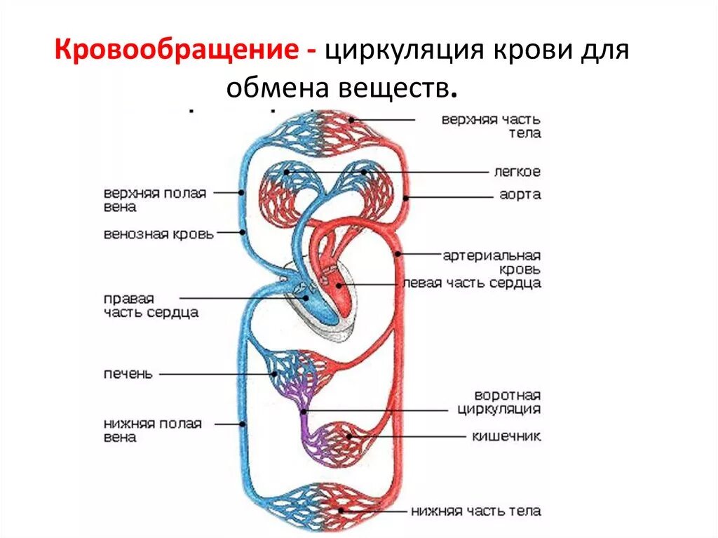 1 левый желудочек а отдел сердца