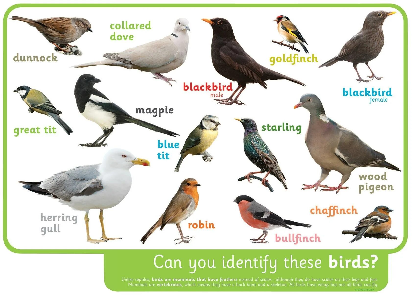 Birds in English. Names of Birds in English. Birds classification. Types of Birds in English.