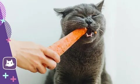 Cat vegetables
