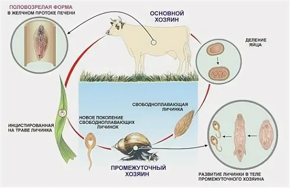 Промежуточный и основной хозяин человек. Основной хозяин это. Клещи промежуточные хозяева. Основной хозяин и промежуточный хозяин отличия. Основной хозяин это в зоологии.