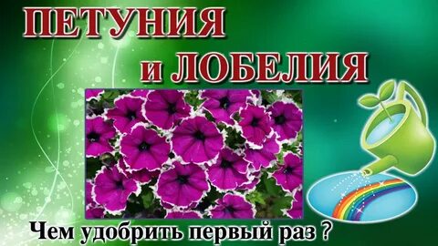 Полив петунии янтарной кислотой
