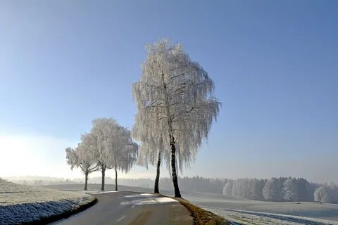 Береза снежная