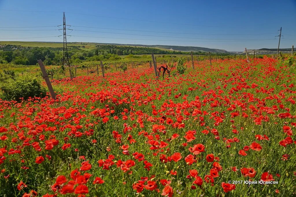 Где находится маковое поле. Маковые поля в Крыму. Тургеневка Крым Маковое поле. Маковые поля Евпатория. Дикие маки в Крыму.