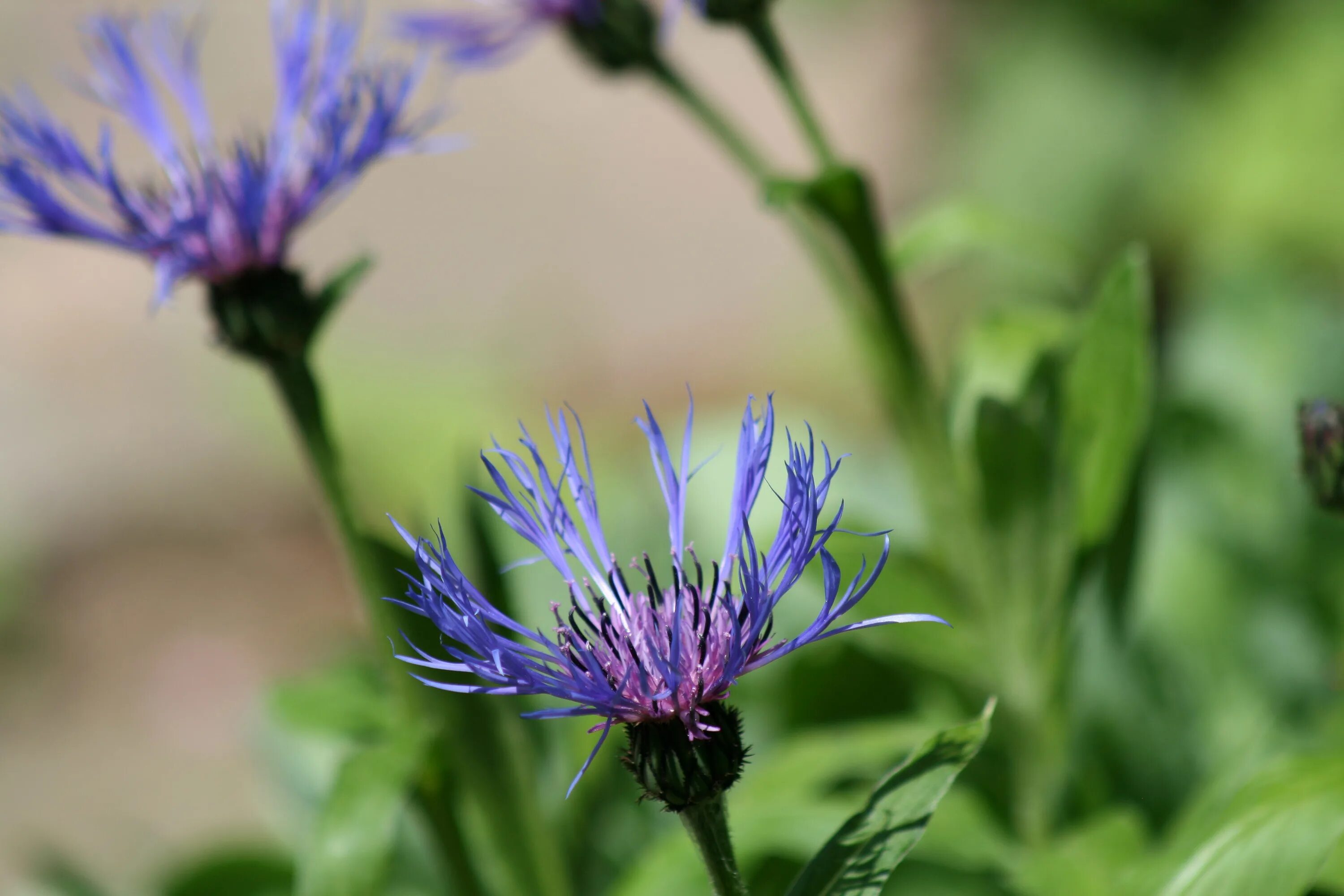 Брат василька. Василёк Донской (Centaurea tanaitica Klok.). Василёк Боровой. Василек горный многолетний. Василёк чертополох цветок.