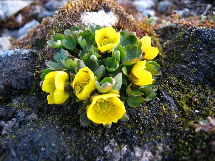 Putorana Plateau Natural heritage, Nature, Heritage