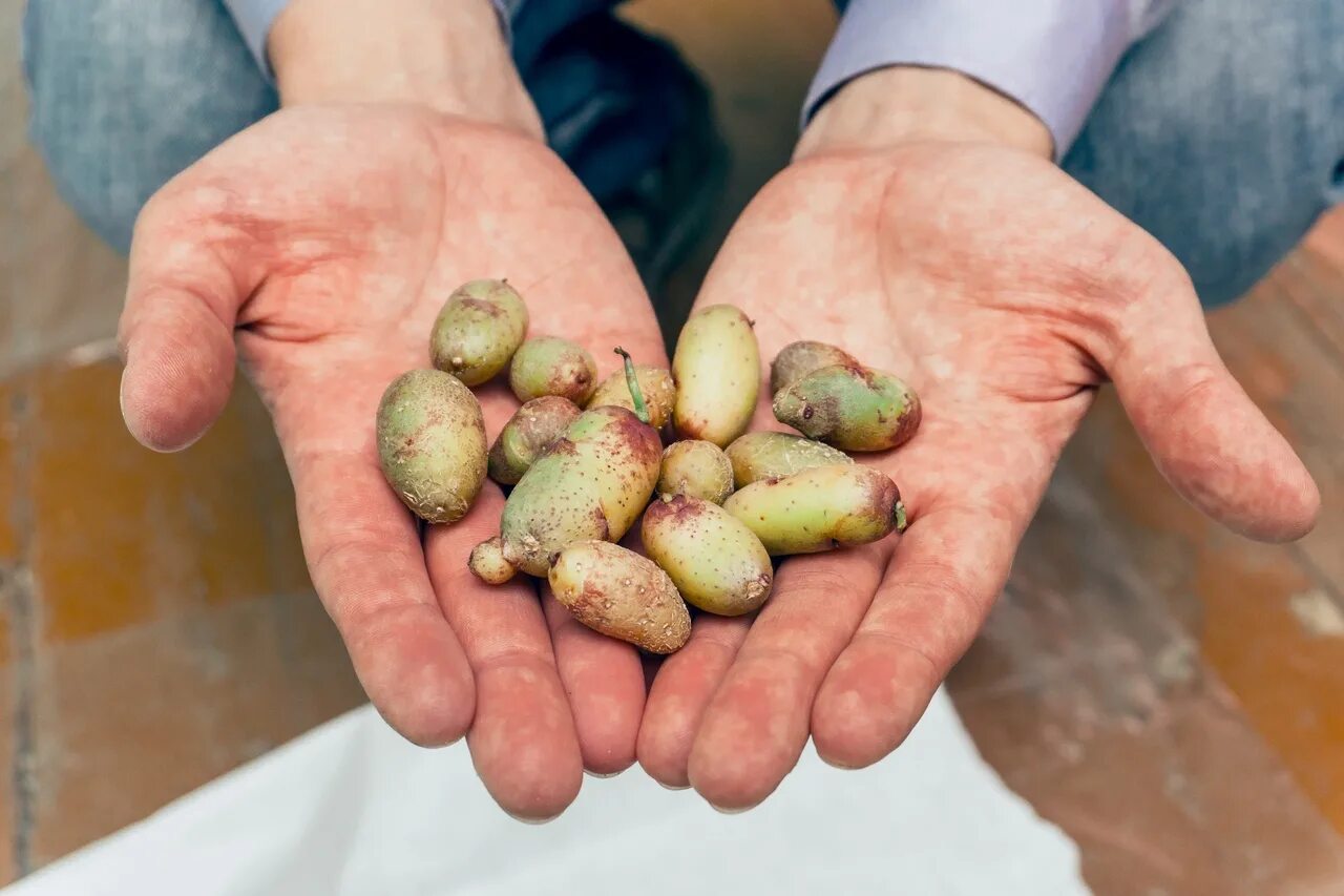 Картофель из семян выращивание в домашних. Семена картофеля. Семеноводство картофеля. Картофельные семена. Ботанические семена картофеля.