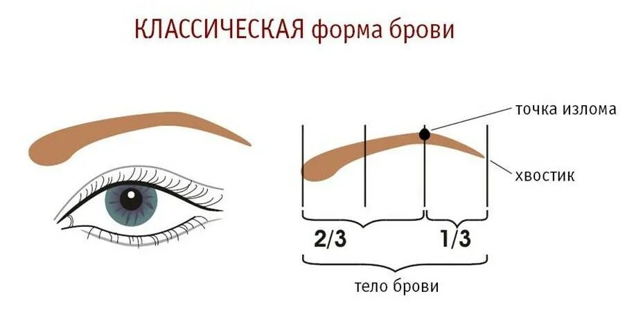 Что означают брови. Строение брови для бровиста по 5 точкам. строение формы бровей схема. схема покраски бровей правильно. схема черчения бровей.