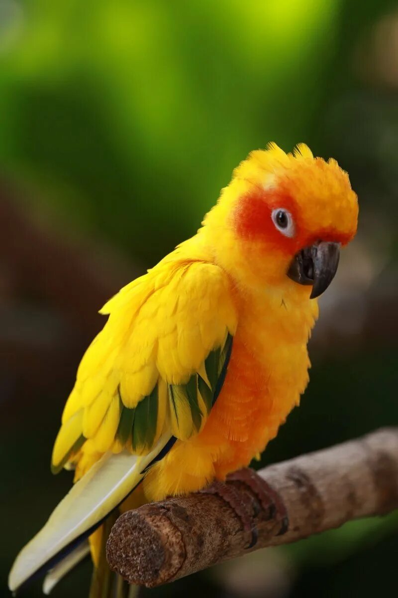 Какаду оранжевый. Попугаи неразлучники Какаду. Сенегальский попугай. Попугай Паррот. Волнистый попугайчик Какаду.