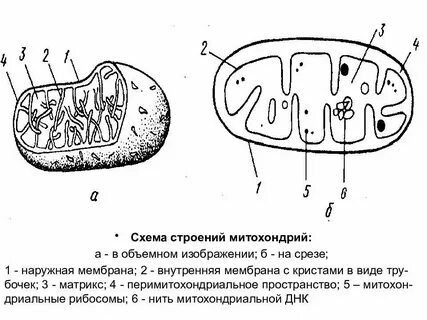 Схематичное строение человека