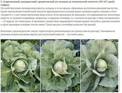 Урожайная капуста сорта