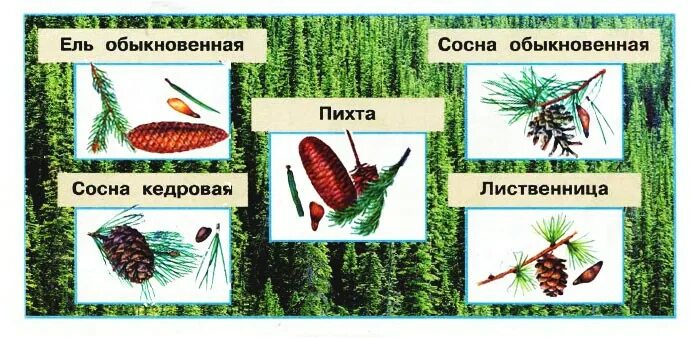 Атлас определитель хвойных деревьев