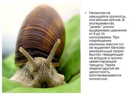 Улитка ударение