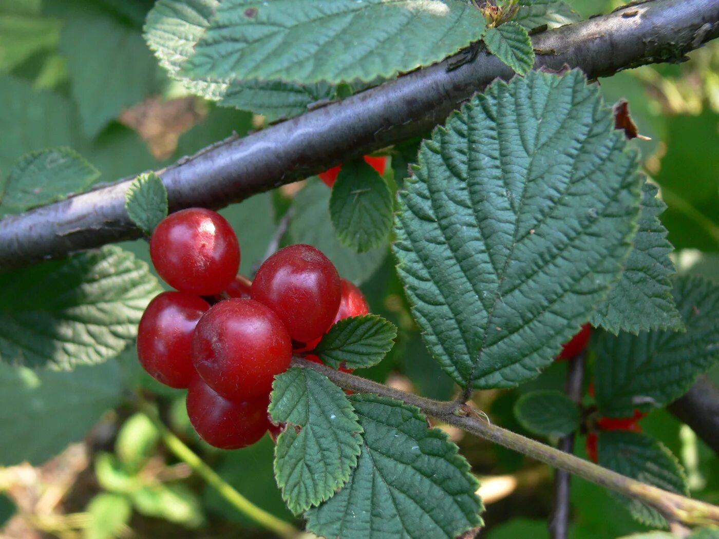 Вишня войлочная томентоза. Вишня войлочная (Cerasus tomentosa. Вишня войлочная Океанская. Войлочная вишня сорт Натали. Войлочная натали