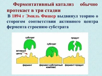 Ферментативный катализ