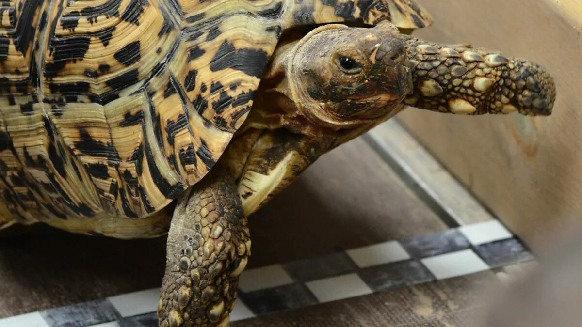 Fast tortoise