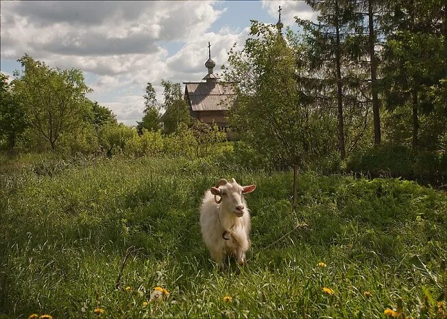 Со двора вышла коза. Козочки в деревне. Факты о козах. Животные в деревне. Англия.