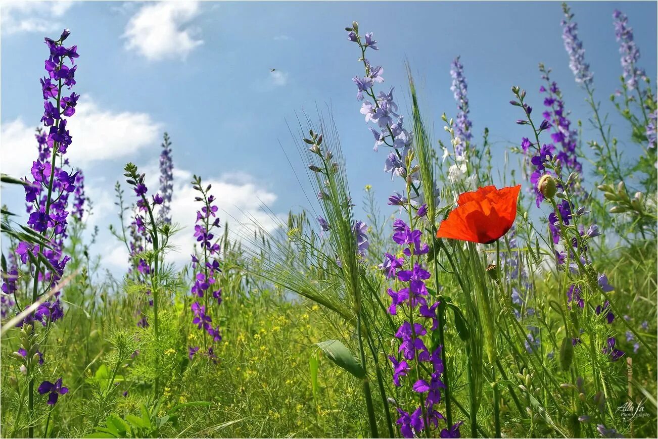 луговые цветы черноземья. полевые растения. герань луговая (лат. луговые цветы. луговые цветы с буквой с.