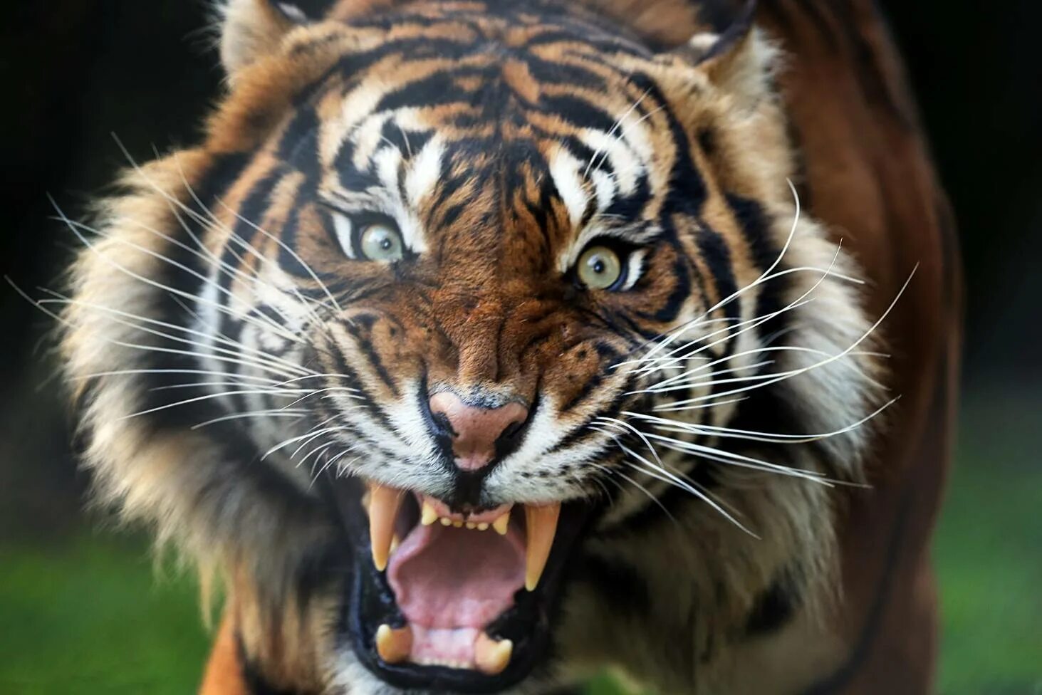 Тигр нападает. Амурский тигр рычит. Нападающий тигр. Тигр нападает. Тигр в атаке.