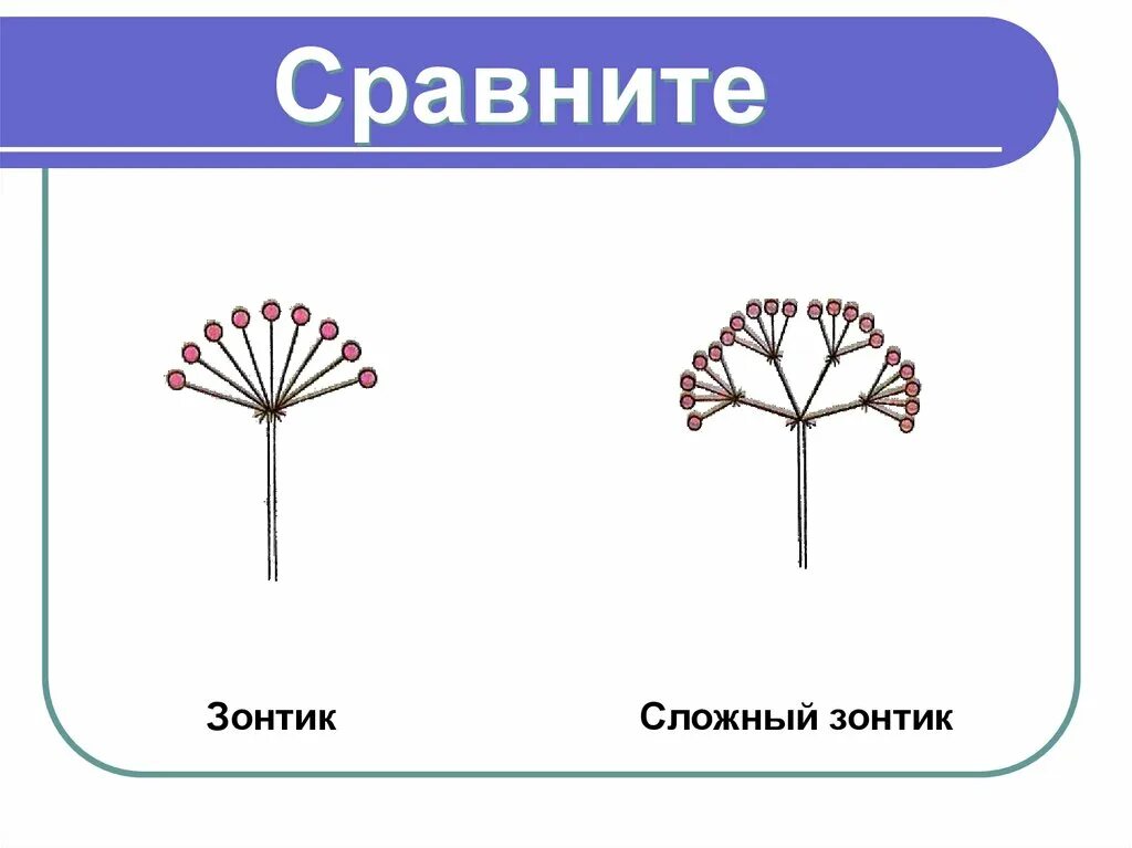 Соцветия 6 класс биология зонтик. Строение соцветия зонтик. Соцветие сложный зонтик биология 6 класс. Соцветие сложный зонтик биология схема. У каких растений зонтик