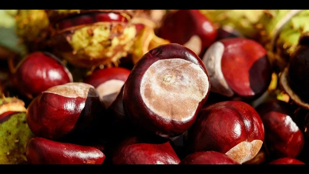 Плоды каштана едят. Castanea sativa плод. Каштан японский городчатый. Конский каштан и съедобный каштан отличие. Каштан (плоды).