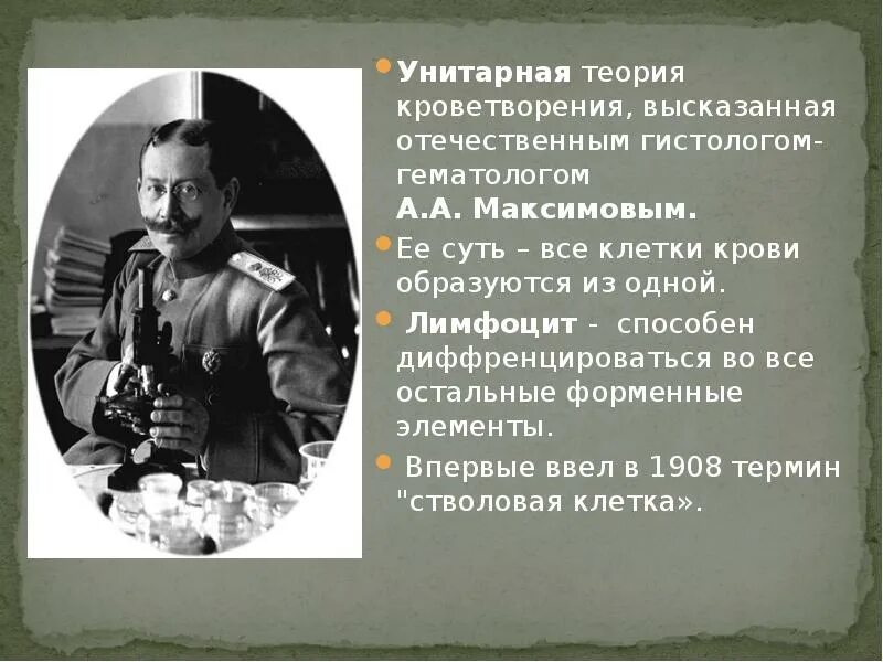 Александру александровичу максимову. Максимов унитарная теория кроветворения. Унитарная теория кроветворения Максимова. Унитарная теория гемопоэза.