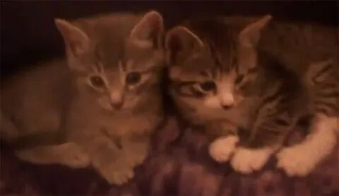 1 boy 1 kittens