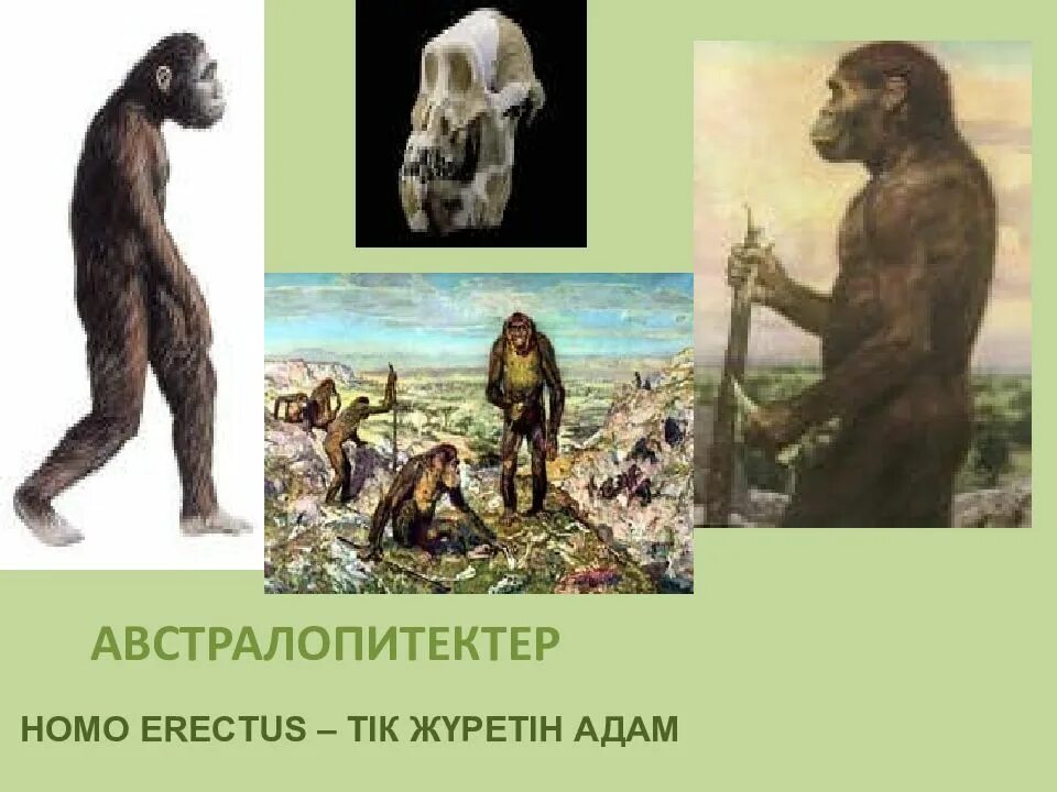 Адамның пайда болуы. Тас дәуірі. Адамның пайда болуы. Адамның пайда болуы. Адамның пайда болуы.