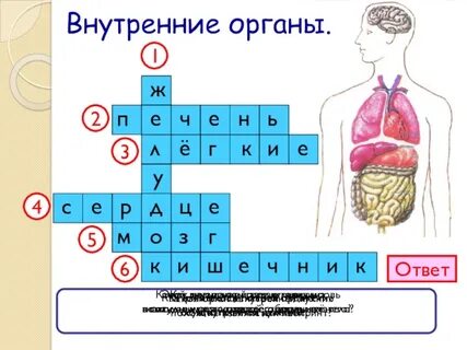 Вопросы по системам органов человека